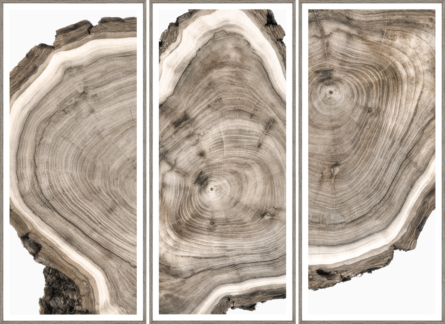 Tree Ring Triptych