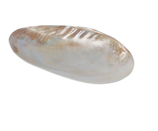 Seashell Footed Dish